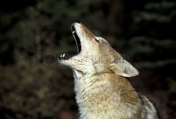 Portrait of a Coyote howling USA