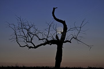 Quarter ash Moon and old tree fruit France
