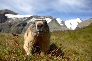 Alpine Marmot Massif Grossglockner Austria