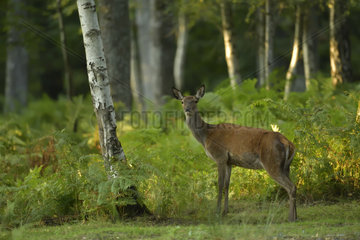 Red Deer (Cervus elaphus) hind in a clearing  Boutissaint Forest  Burgundy  France