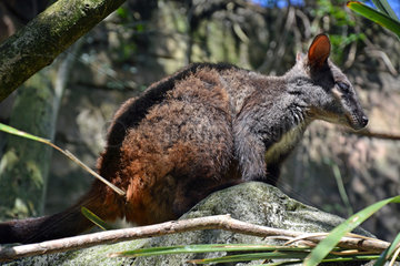 Brush-tailed Rock Wallaby (Petrogale penicillata)  Australie