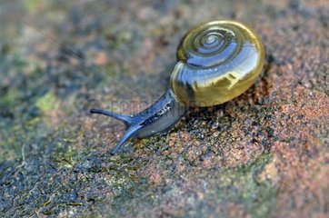 Glass snail on a stone Corrèze France