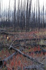 Régénération d'une forêt après un incendie Canada