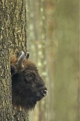 European Bison hidden by trees in Poland