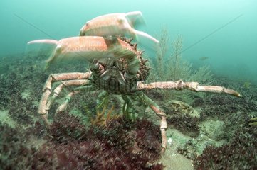 Blue Spiny Spider Crab Oleron France