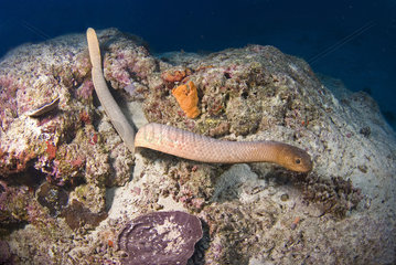 Sea Snake on Reef  Great Barrier Reef  Australia