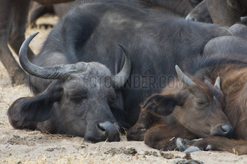 African buffalo (Syncerus caffer) female and calf sleeping  Botswana