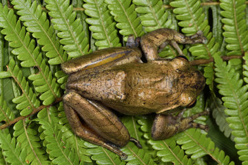 Goudot's Bright-eyed Frog (Boophis goudotii) on fern  Andasibe  Perinet  Region Alaotra-Mangoro  Madagascar