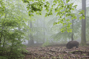 Wild boar (Sus scrofa) in a misty undergrowth  Ardennes  Belgium