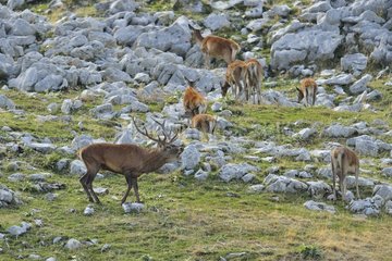 Red Deer (Cervus elaphus) male bellowing during the rut and herd  Abruzzo  Italy