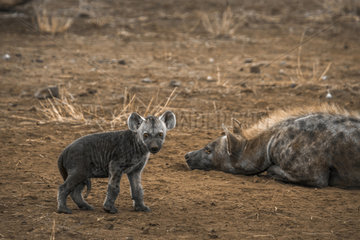 Spotted hyaena (Crocuta crocuta) with young  in Kruger National park  South Africa