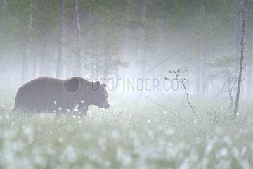 Brown Bear (Ursus arctos) in the mist at the edge of the forest  Finland