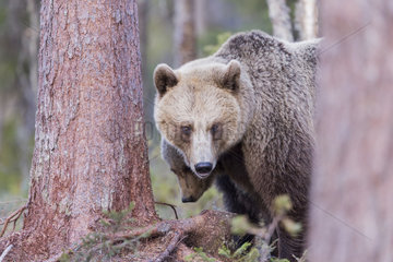 Brown bear (Ursus arctos) and cub in forest  Finland