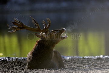Red Deer (Cervus elaphus) male bellowing on ground  Boutissaint Forest  Burgundy  France
