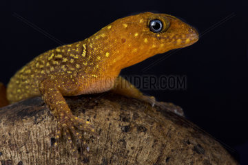 Annulated gecko (Gonatodes annularis) on black background