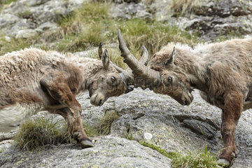 Alpine Ibex (Capra ibex) fighting  Mercantour  national park  Alps  France