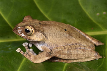 Madagascar Bright-eyed Frog (Boophis madagascariensis)  Andasibe  Perinet  Alaotra-Mangoro Region  Madagascar
