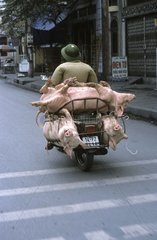 Mann transportiert lebende Schweine auf seinem Motorrad Vietnam