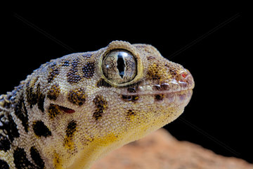 Portrait of Frog-eyed gecko (Teratoscincus roborowskii) on black background.