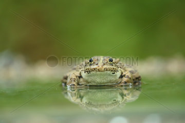 Eurasian Marsh Frog (Rana ridibunda) in water  Bulgaria