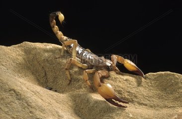 Shiny burrowing scorpion in terrarium