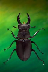 Stag Beetle male in collection