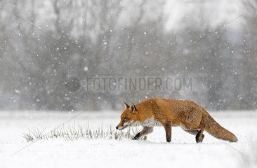 Red fox (Vulpes vulpes) walking in a snow covered meadow  England