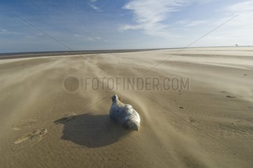 Pup of Grey Seal left behind on a beach England