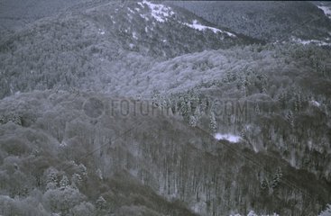 Vosges Wald aus dem Ballon des Elsass Frankreich