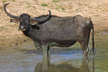 Water Buffalo Yala National Park Sri Lanka