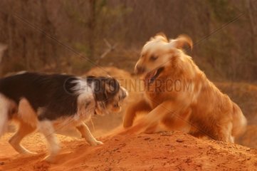 Golden Retriever und Batard -Hund spielen in Sand Frankreich