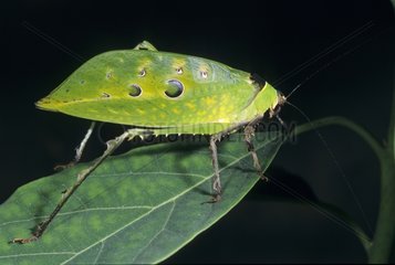 Female Bush Katydid on a leaf Malaysia