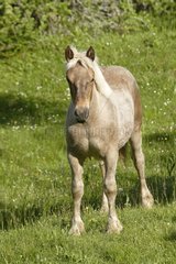 Comtois Draft Horse in einem Feld beachtet Frankreich
