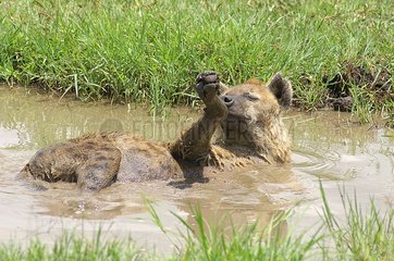 Speckled hyena taking a mud bath Serengeti Tanzania