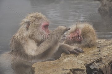 Japanese Macaques in water