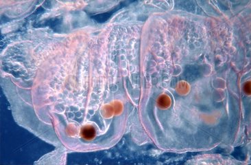Gonad of female Mauve Stinger Jellyfish Western Mediterranean