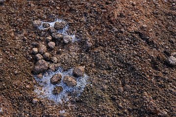 Cobwebs on a granule soil New Caledonia
