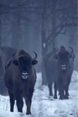 Group European Bisons with Bialowieza in Poland