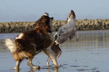 Deutscher Mastiff und Saint Bernard -Hund spielen am Strand