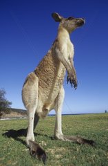 Grand Kangourou de l'Est surveillant son environnement