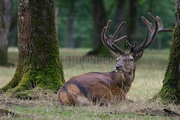 Velvet -Hirsche im Rambouillet France Wald liegt
