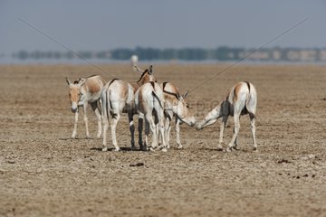 Group of Asian wild ass in the Little Rann of Kutch desert