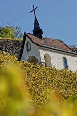 Gewurtztraminer Chapel in Vineyard of Rangen Thann France
