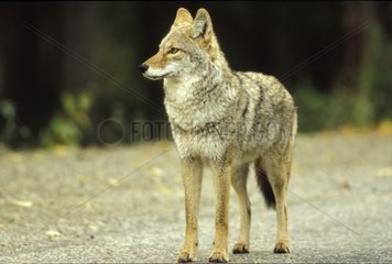 Coyote in the Rocky Mountains Canada