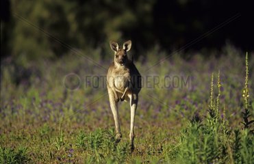 Eastern Grey Kangaroo jumping Warrumbungle National Park