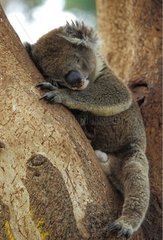 Koala dormant sur un tronc d'arbre Australie