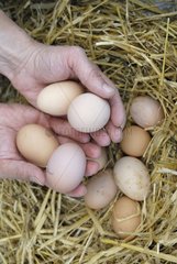 Pickup chicken eggs in the nest France
