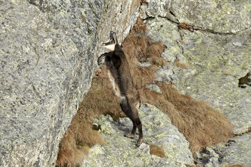 Alpine chamois (Rupicapra rupicapra) climbing on cliff  Mercantour National Park  Alps  France