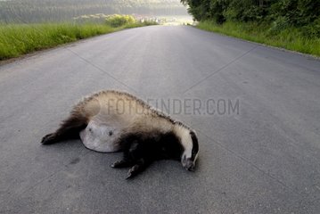 Female European badger dead on road Bavarian Germany