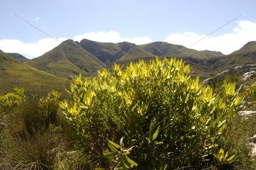 Fynbos Kogelberg Biosphere Reserve South Africa